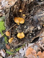 Galerina marginata