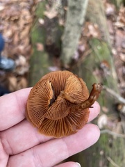 Galerina marginata