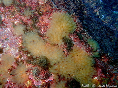 Ecteinascidia turbinata