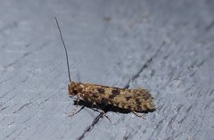 Archyala terranea