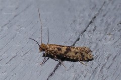 Archyala terranea