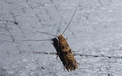 Archyala terranea