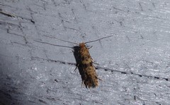 Archyala terranea