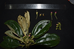 Blakea multiflora