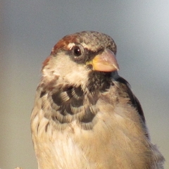 Passer domesticus