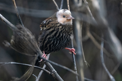 Red-winged Blackbird (Agelaius phoeniceus), photo 7