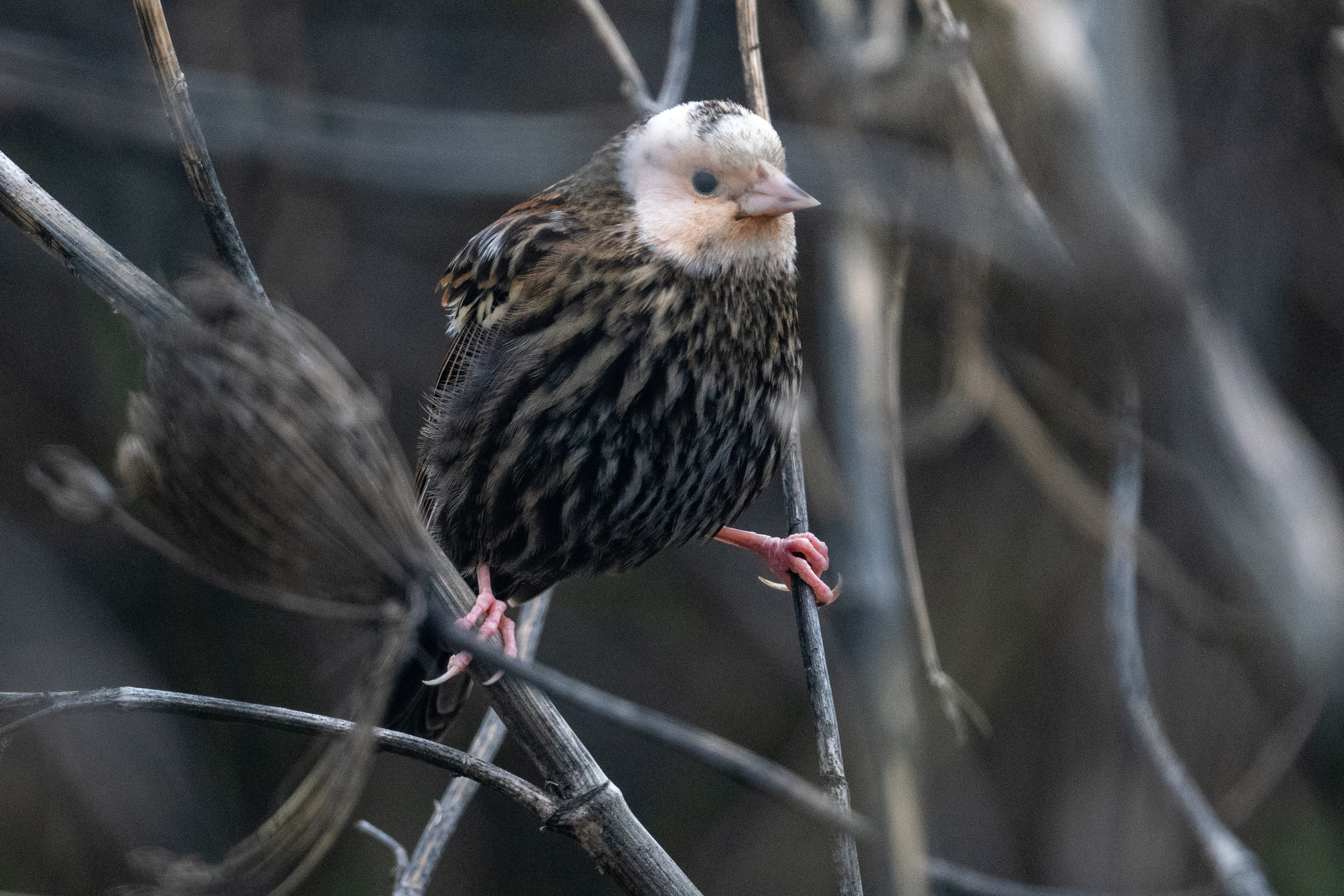 Red-winged Blackbird (Agelaius phoeniceus)