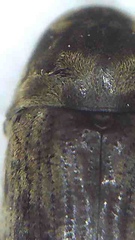 Methemus griseipilus