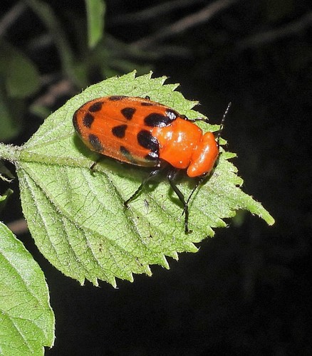 Cissites maculata photo 2