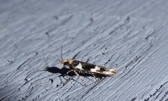 Pyroderces deamatella