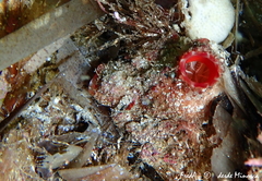 Microcosmus polymorphus