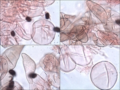 Coprinellus xanthothrix