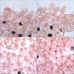 Coprinellus xanthothrix