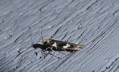 Pyroderces deamatella