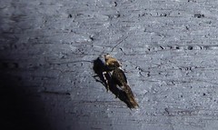 Pyroderces deamatella