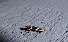 Pyroderces deamatella