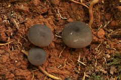 Lycoperdon purpurascens