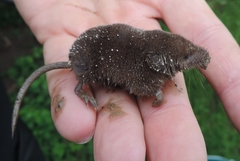 Sorex antinorii