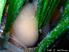 Pseudodistoma cyrnusense