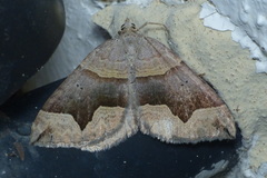 Scotopteryx moeniata