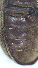 Methemus griseipilus