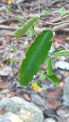Capparis cynophallophora