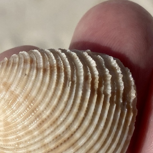 Lady-in-waiting Venus