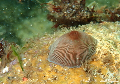 Actinia striata