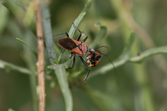 Rhynocoris segmentarius