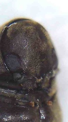 Methemus griseipilus