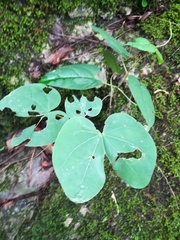 Bauhinia macranthera