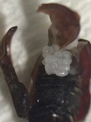 Methemus griseipilus