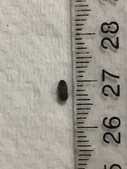 Methemus griseipilus