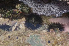 Stomopneustes variolaris