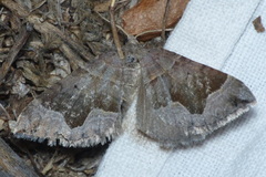 Scotopteryx moeniata