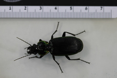 Catadromus lacordairei