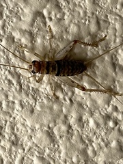 Gryllodes sigillatus