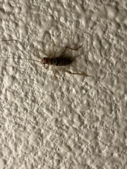 Gryllodes sigillatus