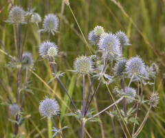 Eryngium planum