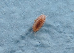 Leptotrichus panzerii