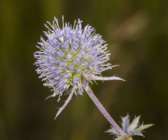 Eryngium planum