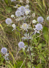 Eryngium planum