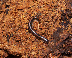 Spirobolellus antipodarus