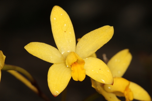 Bradei Cattleya