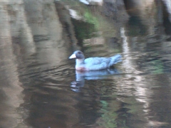 Hymenolaimus malacorhynchos