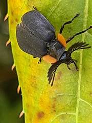 Lampyridae