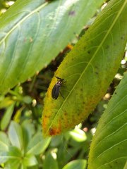 Lampyridae