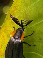 Lampyridae