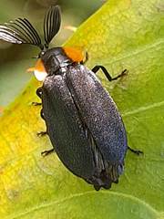 Lampyridae