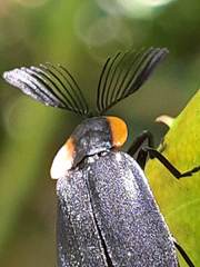 Lampyridae